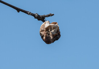 Dried apple on the branch. Dried fruit, blue sky in the background.