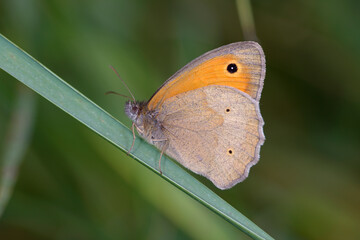 Butterfly small heath, Coenonympha pamphilus, sitting on a green leaf