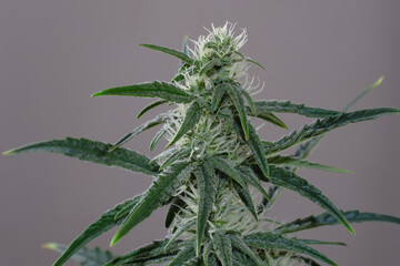Blooming cannabis bush. Fresh marijuana plant. Green hemp buds on gray background
