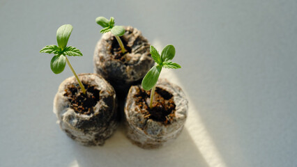 Cannabis sprouts close up. Fresh young marijuana seedling. Growing plant on light background.
