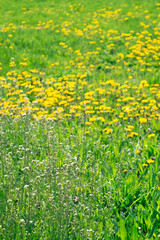 Yellow dandelions. Blooming dandelions in the spring on the background of a green lawn. Field of  dandelions. Summer