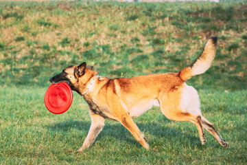 Malinois Dog Play Running With Plate Toy Outdoor In Park. Belgian Sheepdog Are Active, Intelligent, Friendly, Protective, Alert And Hard-working. Belgium, Chien De Berger Belge Dog.