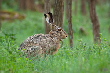 Naklejka na ściany i meble Alert brown hare, lepus europaeus, sitting in grass in springtime nature. Wild bunny looking in forest in spring. Rabbit watching in green woodland from side.