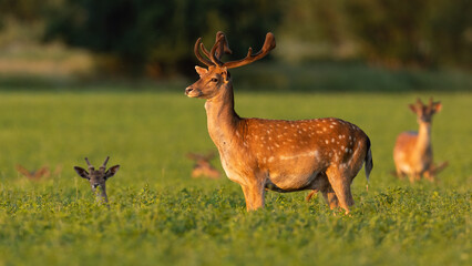 Fallow deer, dama dama, looking aside on clover in summer sunlight. Bunch of spotted mammals...