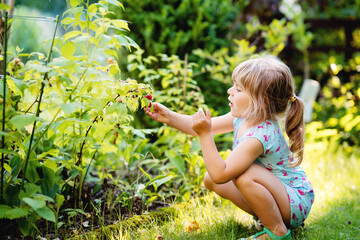 Happy little preschool girl picking and eating healthy raspberries in domestic garden in summer, on...