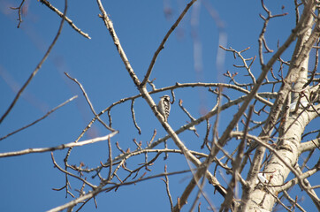 A Male Downy Woodpecker on a Branch