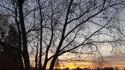 Fototapeta na wymiar Tree on a sunset background without photo processing. High quality photo