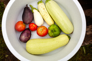 Washed organic tomatoes, eggplant aubergine, pepper and zucchini in plastic bowl. Fresh seasonal vegetables picked from the garden, harvest time