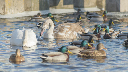 Swan and ducks on frozen river. Flock of wild ducks and swans swims in the pond. Wintering of wild birds in the city.