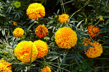 Tagetes patula french marigold yellow orange flower. Close up beautiful Marigold flower & leaf (Tagetes erecta, Mexican, Aztec or French marigold) in garden. Selective focus