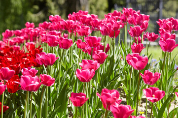 Beautiful tulip flowers blooming in a garden. Beauty tulip plant in the spring garden in rays of sunlight in nature. Blur background with bokeh image, selective focus