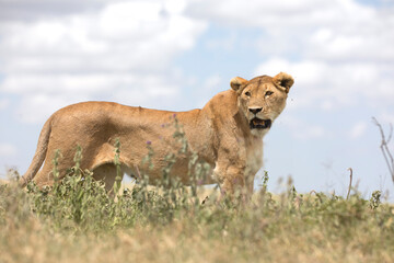 Fototapeta na wymiar Free roaming african lion feline cat in the wild