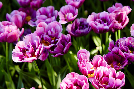 Beautiful tulip flowers blooming in a garden. Beauty tulip plant in the spring garden in rays of sunlight in nature. Blur background with bokeh image, selective focus