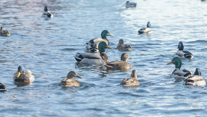 Swan and ducks on frozen river. Flock of wild ducks and swans swims in the pond. Wintering of wild birds in the city.