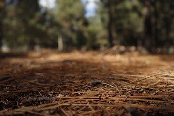 forest in autumn