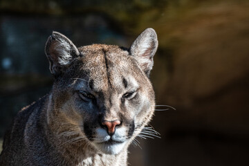 Fototapeta premium ein Pumaleben im Zoo am Meer