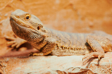 close up of a male bearded dragon