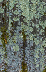 Lichen sur planches en bois à Hautecourt-Romanèche, Ain, France