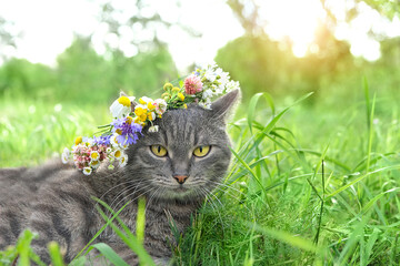 beautiful grey kitty on green summer natural background. portrait of pretty lying cat in flowers wreath . Organic care and protection of a pet concept.