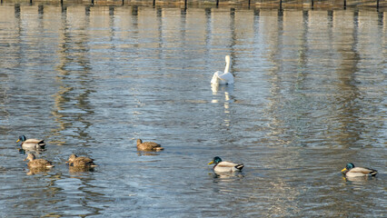 Swan and ducks on frozen river. Flock of wild ducks and swans swims in the pond. Wintering of wild birds in the city.