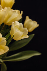 Bouquet with beautiful yellow tulips on a black background. macro. One tulip bud close up