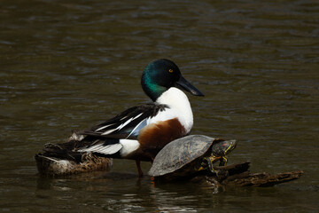 ハシビロガモの夫婦と亀