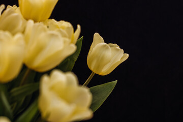 Bouquet with beautiful yellow tulips on a black background. macro. One tulip bud close up