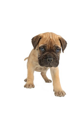 bullmastiff puppy isolated on white background 