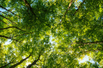 Low angle view of tree branches on blue sky background and sunlights in the forest. High resolution image, perfect for interior decoration in Healing by Nature Fine Art Design style.