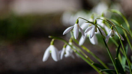 Nice first early spring snowdrop flowers with free space for text, nature awakening