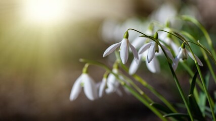 Nice first early spring snowdrop flowers with free space for text, nature awakening