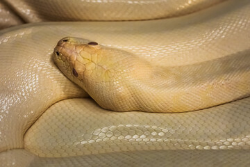 Albino python