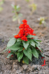 Red salvia flowers in summer in the garden - obrazy, fototapety, plakaty
