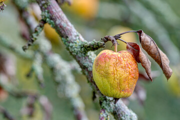 The apple hangs on the tree, shriveled and damp. Climate change is also leading to crop failures in...