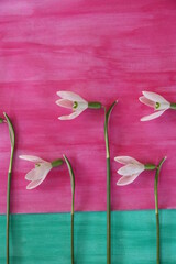 Collage Schneeglöckchen blühen auf Wiese im Morgenrot