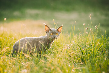 Funny Young Gray Devon Rex Kitten Sitting In Green Grass. Short-haired Cat Of English Breed.