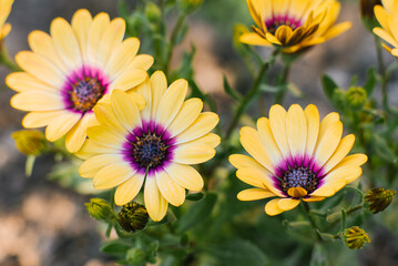 Obraz premium Beautiful bright yellow flowers of osteospermum in the garden