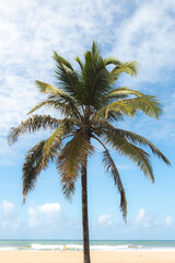 Palm at the beach