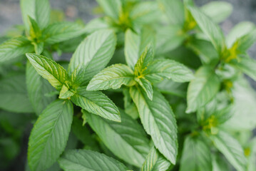 Green peppermint leaves in the garden. natural background