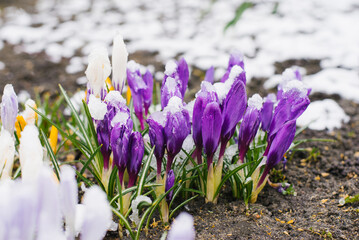 Purple unblown crocuses bloom under the snow