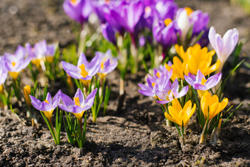 Spring crocus flowers bloom in the garden