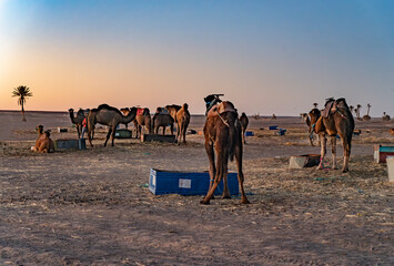 Camel camp in Sahara desertnear Merzouga village.