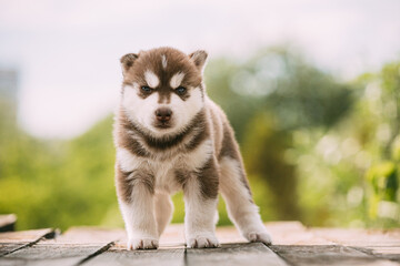 Four-week-old Husky Puppy Of White-brown Color Standing On Wooden Ground And Looking Threateningly At Camera.