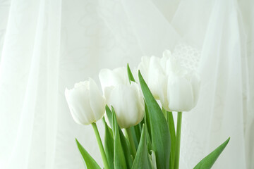 white delicate tulips on a light background with free space for the inscription or text