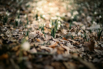 The first snowdrop flowers in the dry grass in the forest. Blurred background with selective focus