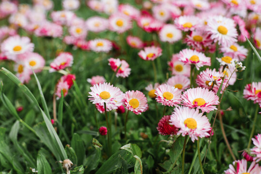 Pink Bellis flowers in spring summer in the garden