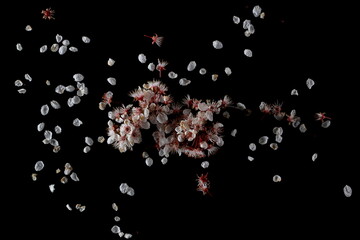 Fototapeta premium Spring flowers scattered petals with pollen isolated on black texture, top 