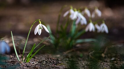 Nice first early spring snowdrop flowers with free space for text, nature awakening