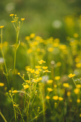 Green Spring Forest. Plant Ranunculus Acris With Yellow Flowers On Background Tall Trees.