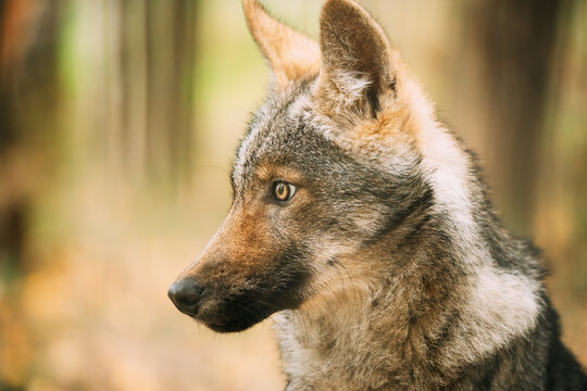 Funny Curious Young Puppy Gray Wolf. Close Up Portrait Of Cub Wolf, Canis Lupus, Gray Wolf, Grey Wolf.